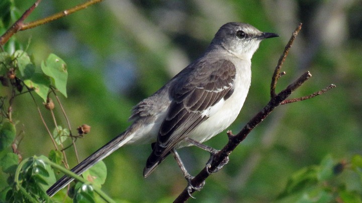 Northern Mockingbird - Aarre Ertolahti