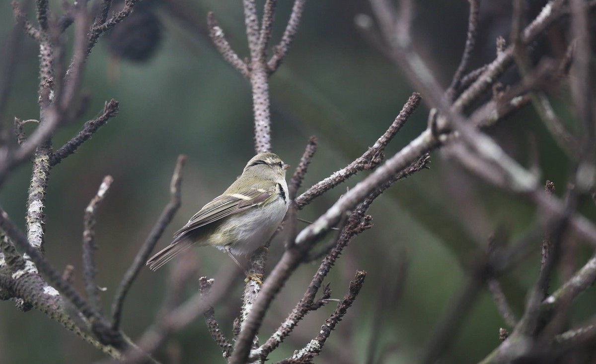 Yellow-browed Warbler - ML257809341