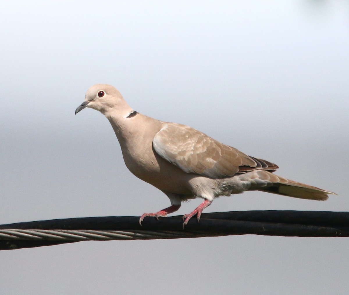 Eurasian Collared-Dove - Isaias Morataya