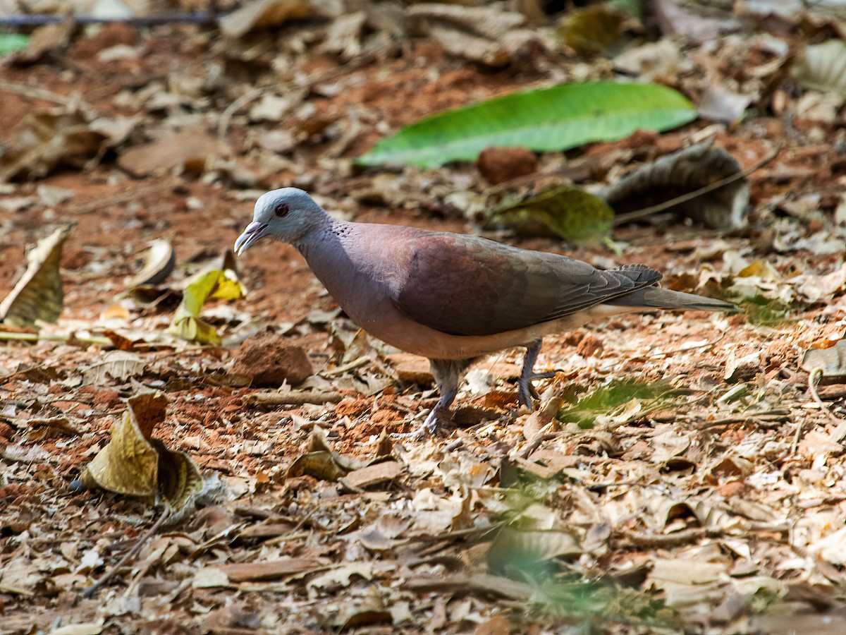 Malagasy Turtle-Dove - ML257812641