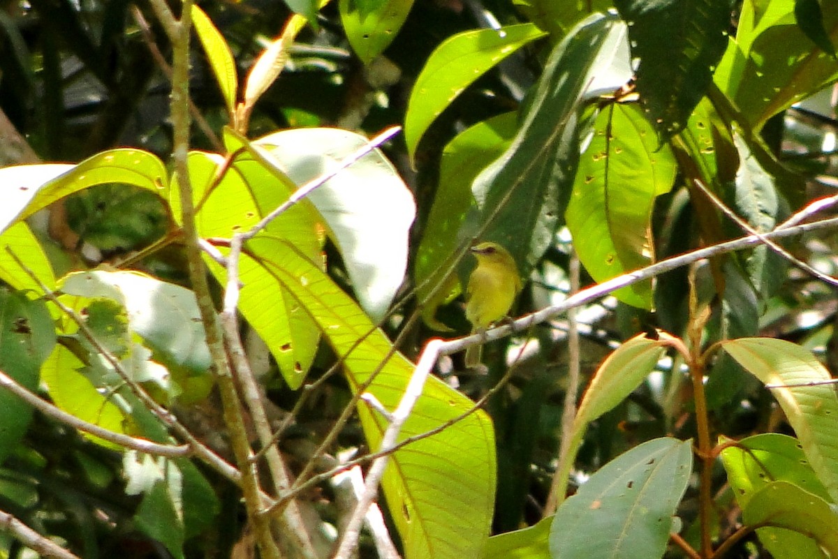 Olive-faced Flatbill - ML25781571