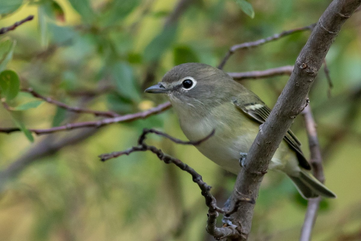 Cassin's Vireo - Eric Spink