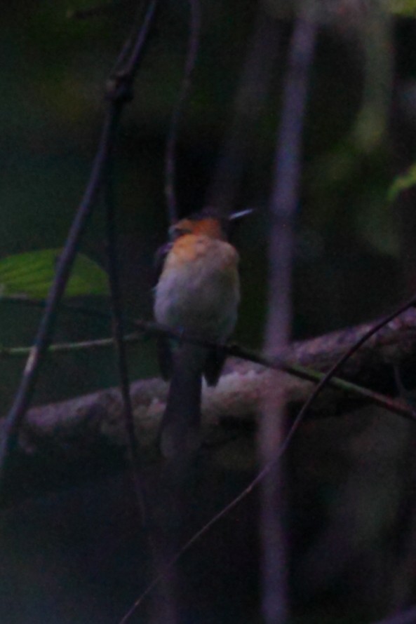 Spectacled Monarch (Halmahera) - ML257817041