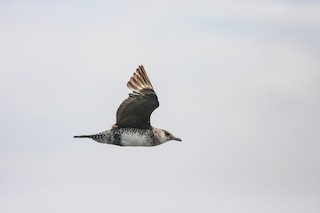 Pomarine Jaeger, ML257820291