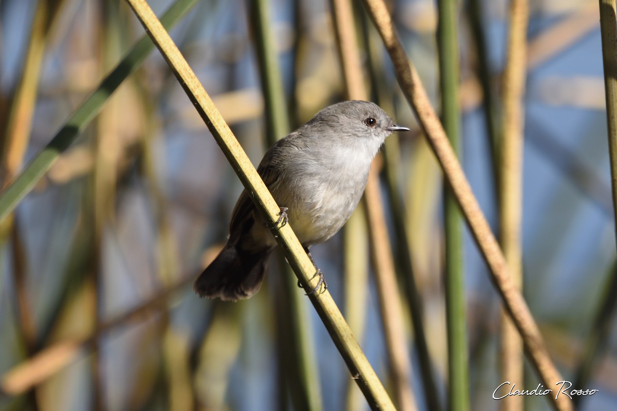 Sooty Tyrannulet - Claudio Rosso