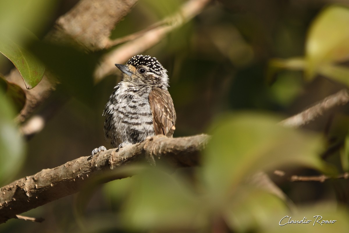 White-barred Piculet - Claudio Rosso