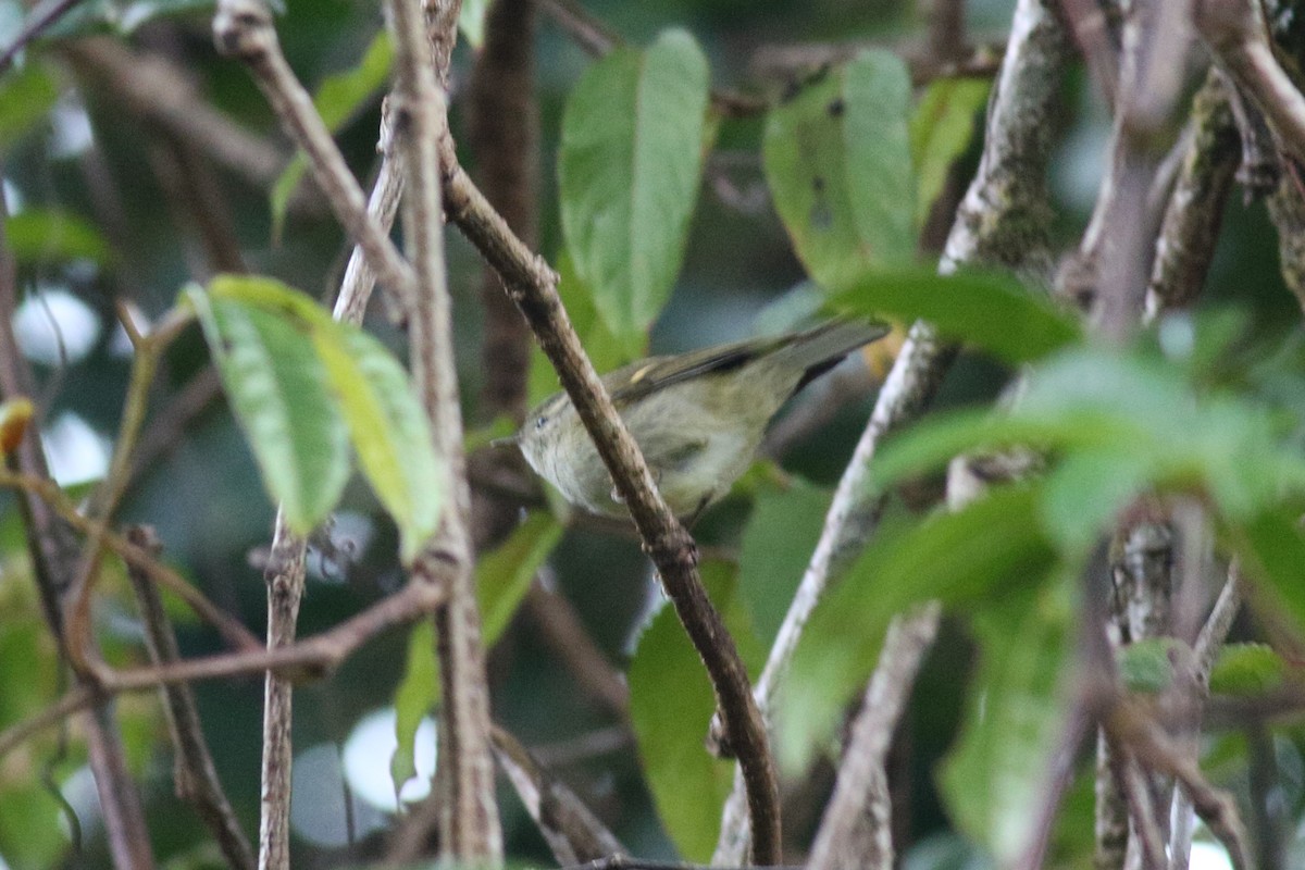 Buff-barred Warbler - Sutanan Pinmaneenopparat