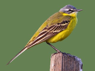  - Western Yellow Wagtail