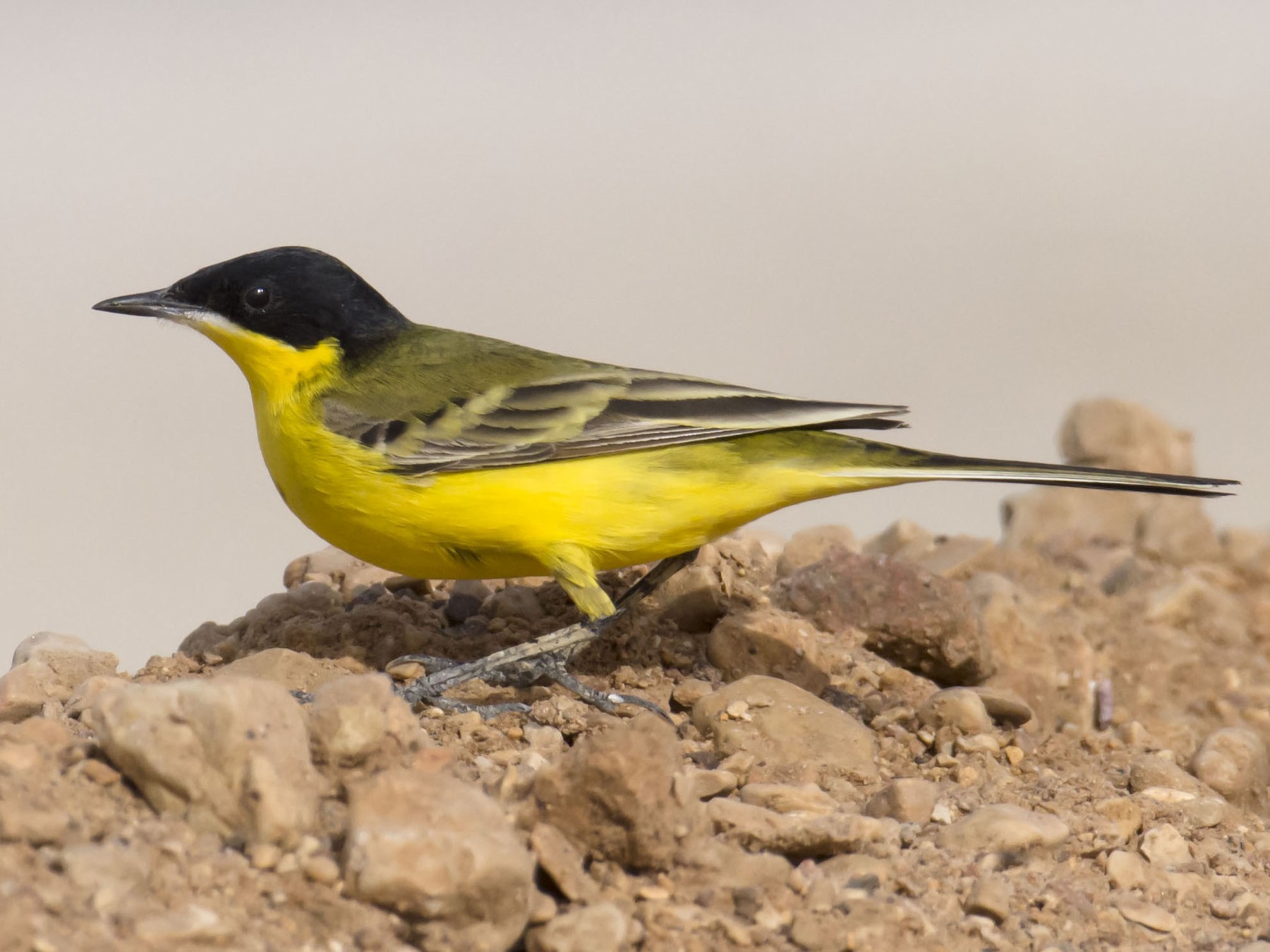 Western Yellow Wagtail - Marky Mutchler