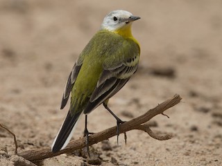 繁殖期成鳥 (leucocephala) - Omar alshaheen - ML257824291