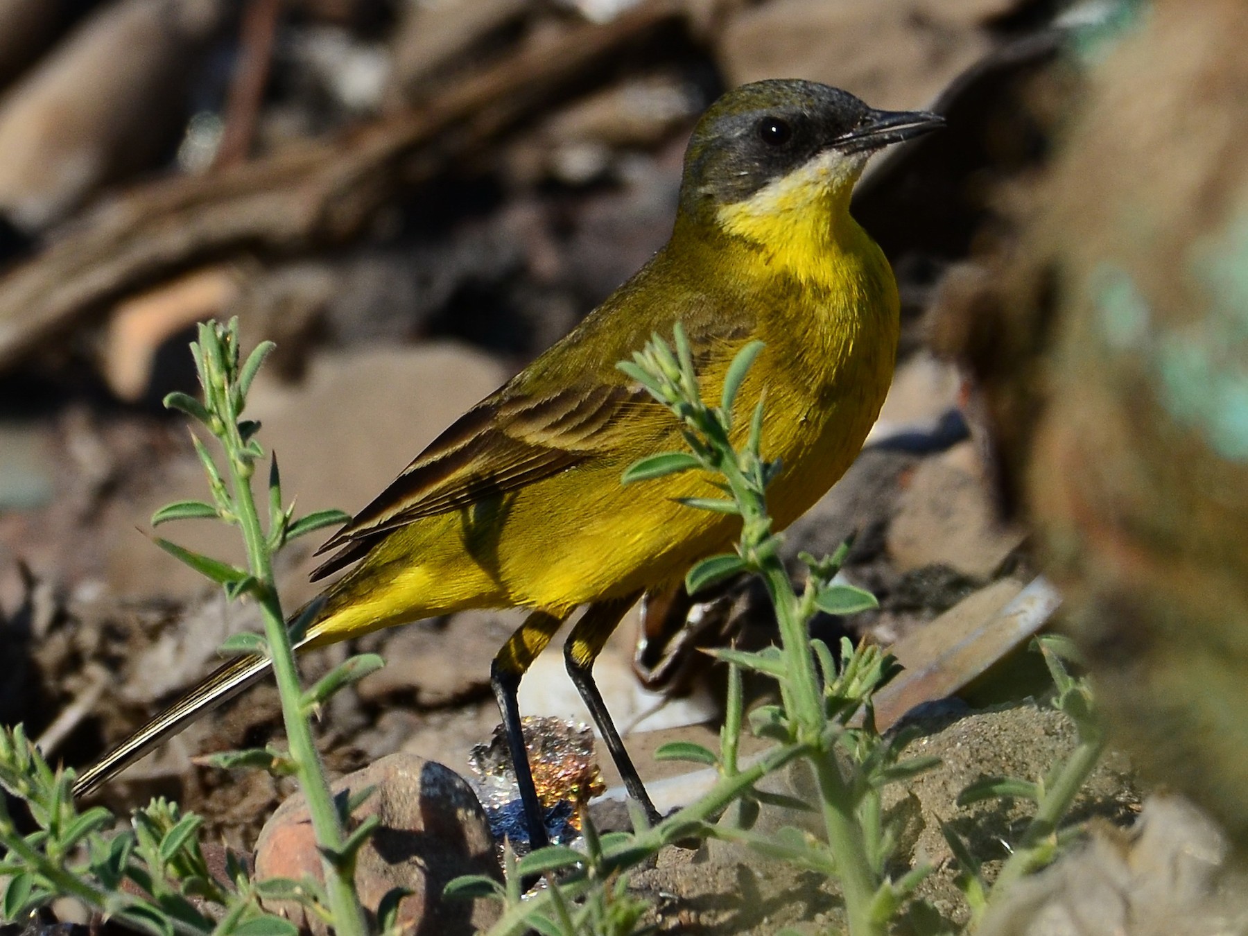 Western Yellow Wagtail - Watter AlBahry
