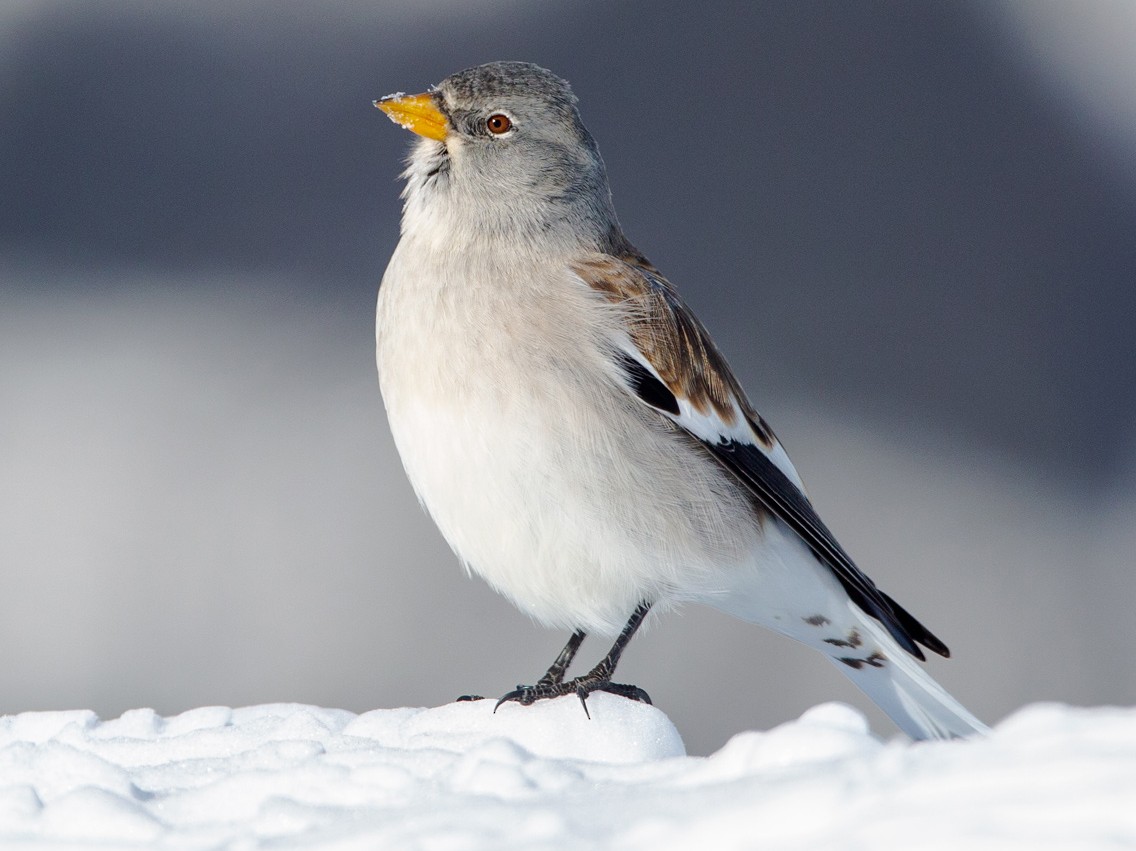 Whitewinged Snowfinch eBird
