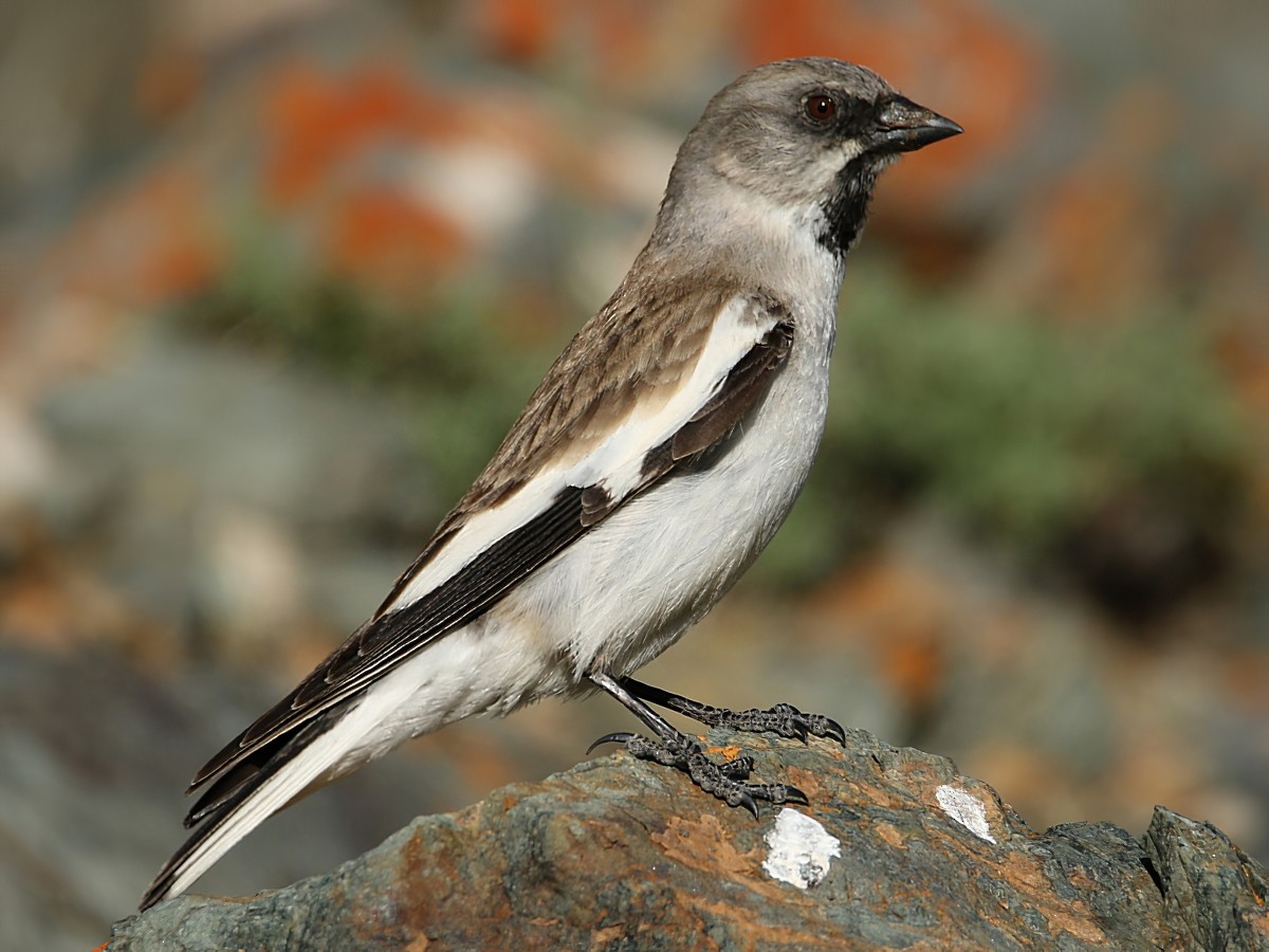 White-winged Snowfinch - Pavel Parkhaev