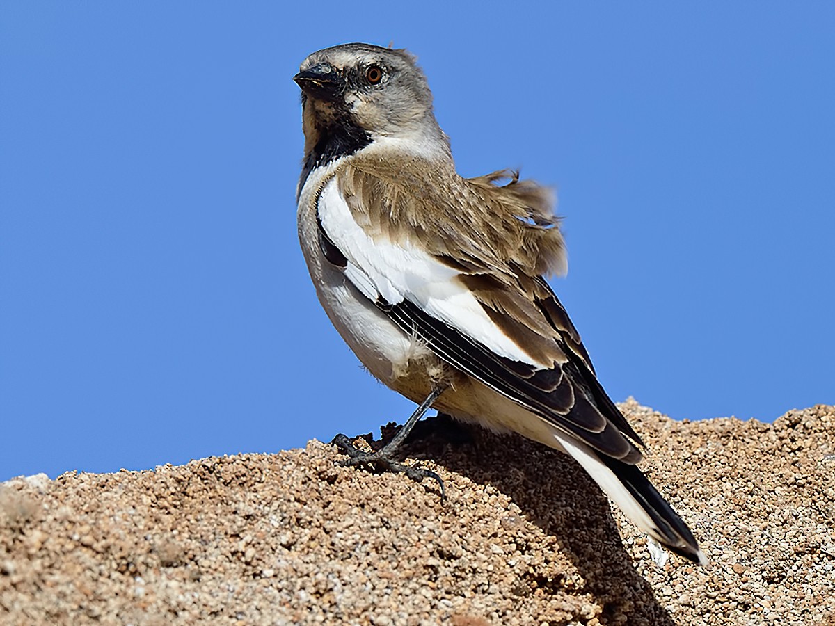 Whitewinged Snowfinch eBird