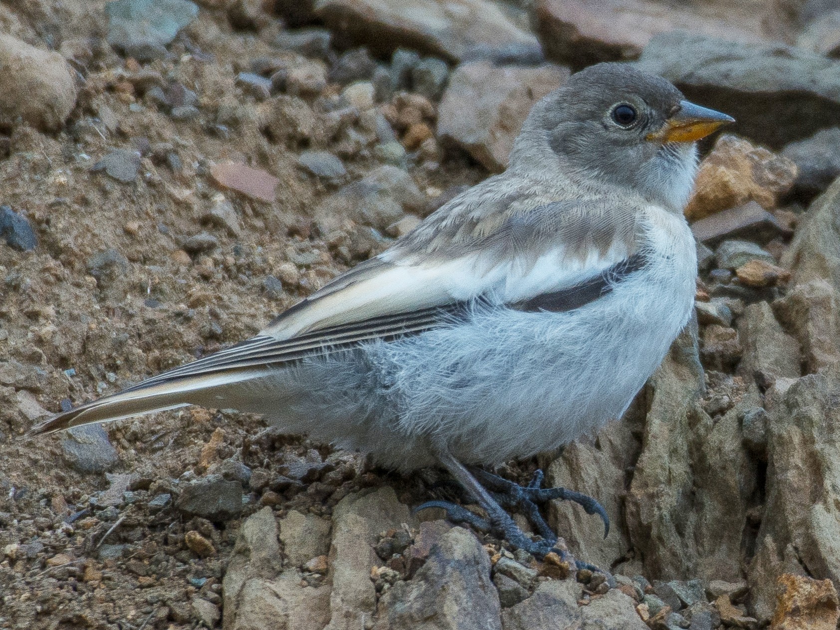 Whitewinged Snowfinch eBird