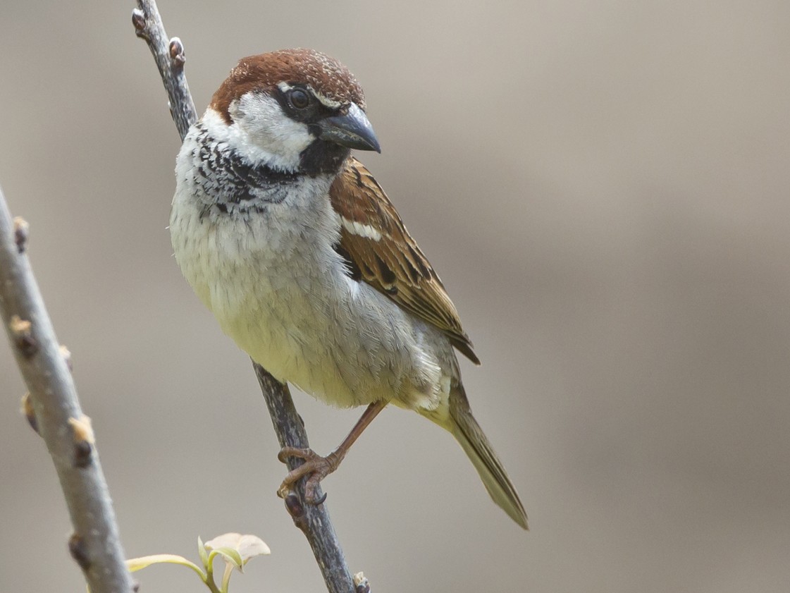 Italian Sparrow - Marco Valentini