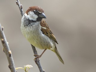  - Italian Sparrow