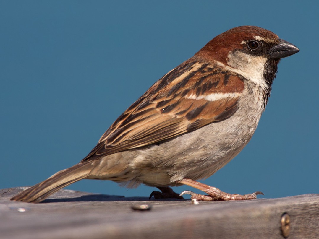 Italian Sparrow - Lars Petersson | My World of Bird Photography