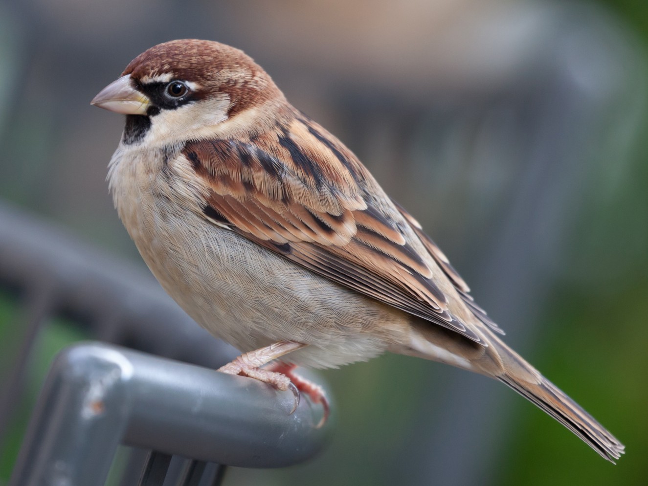 Italian Sparrow eBird