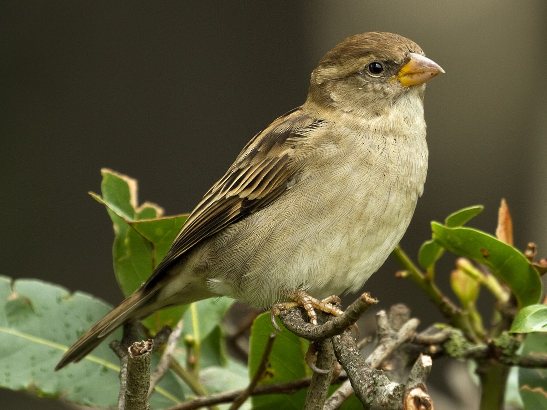 Italian Sparrow - Henrik Bringsøe