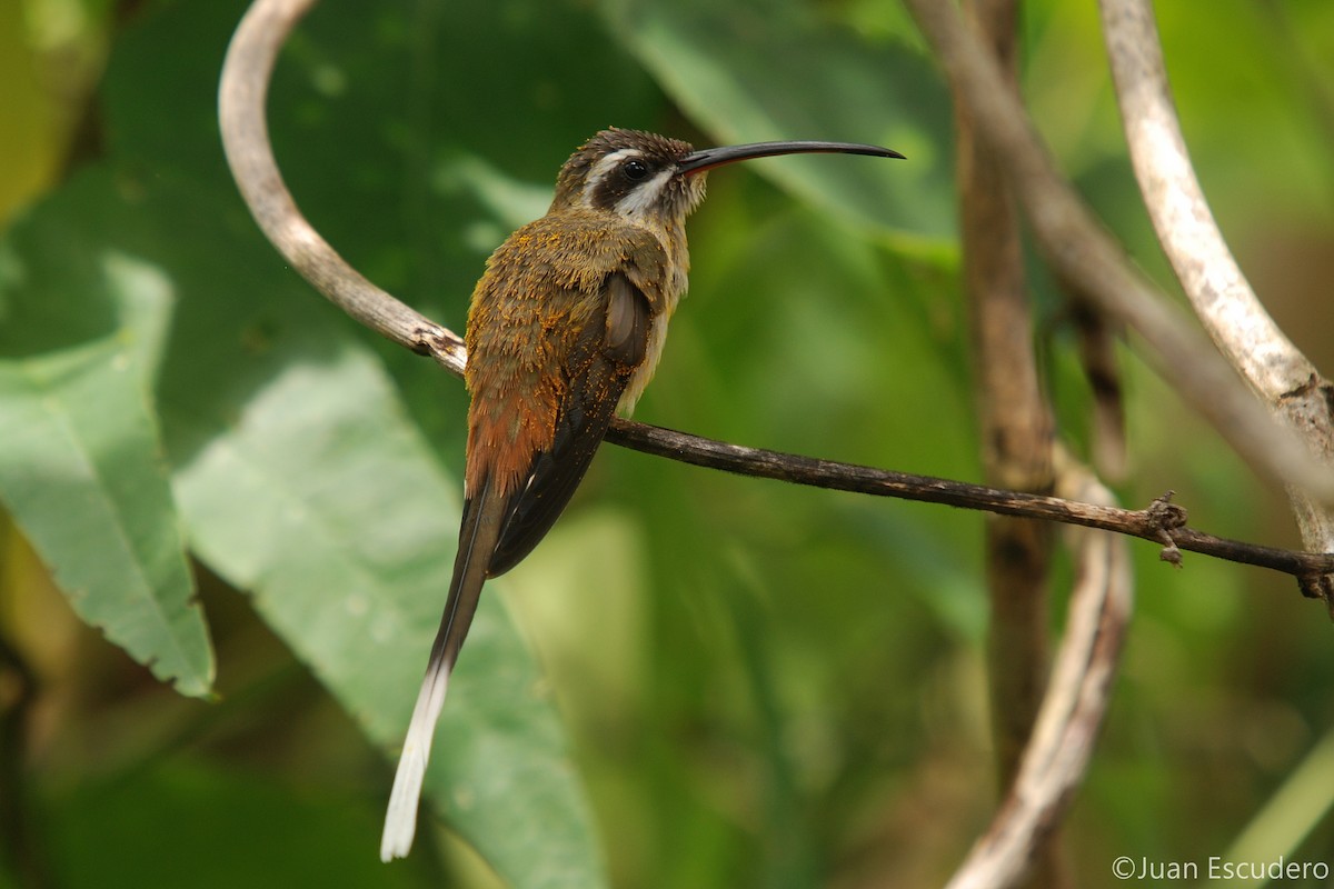 Sooty-capped Hermit - ML257828071