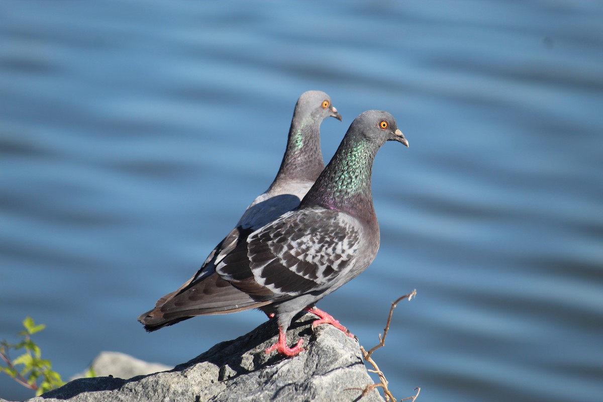 Rock Pigeon (Feral Pigeon) - ML257830981