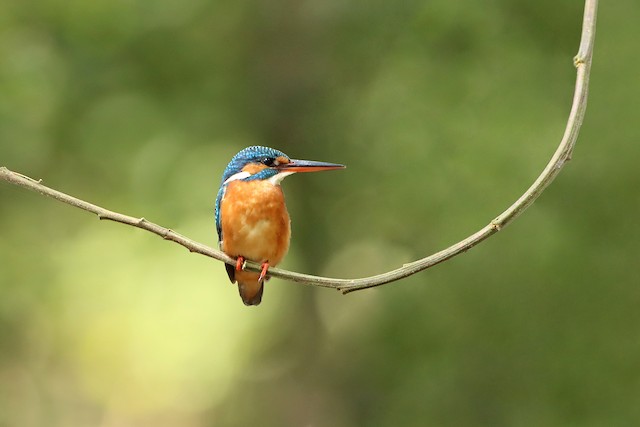 Common Kingfisher Ebird