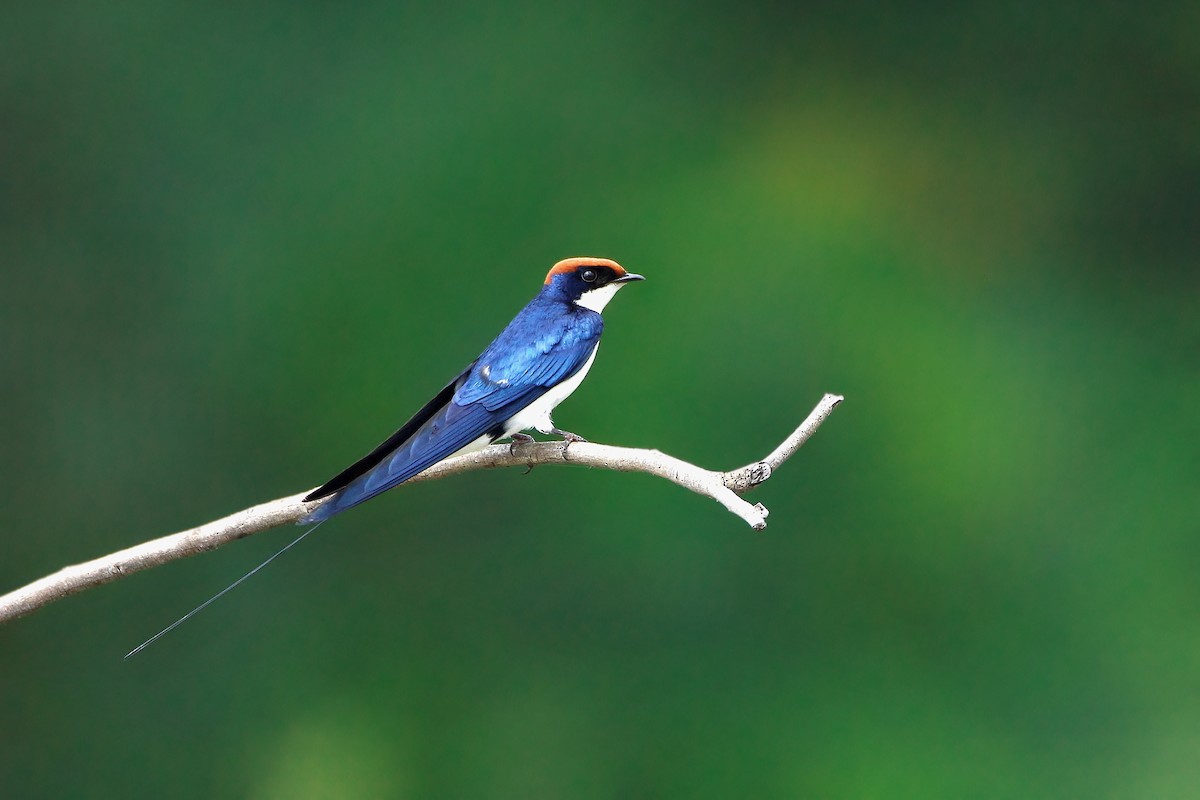 Wire-tailed Swallow - ML257834761