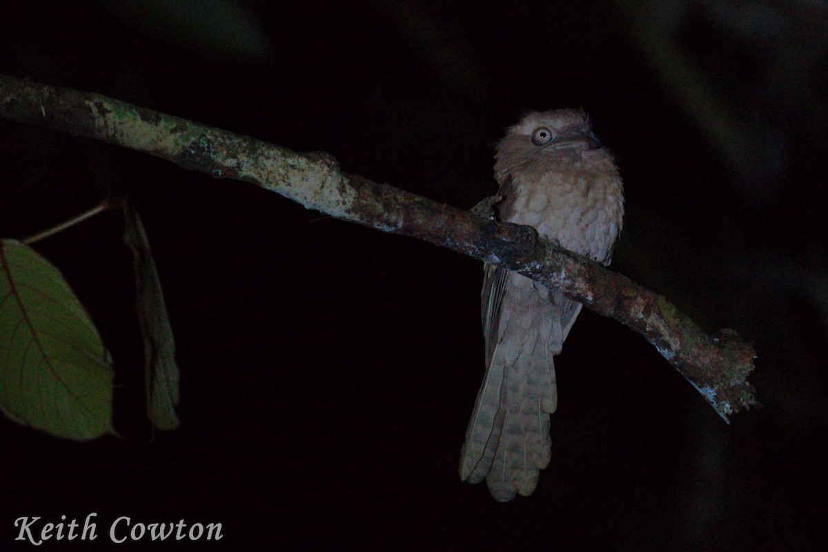 Gould's Frogmouth - Keith Cowton