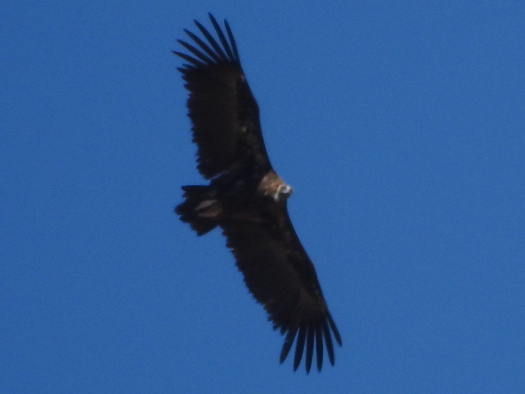 Cinereous Vulture - ML257835781