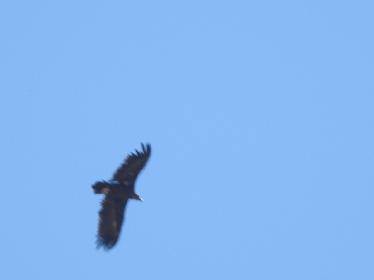 Cinereous Vulture - ML257835801