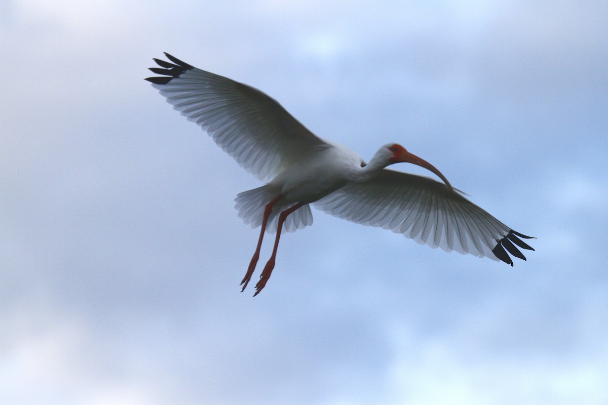 White Ibis - Ron Sempier