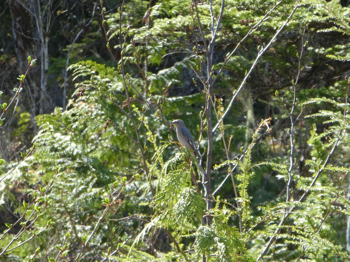 Townsend's Solitaire - ML257847281
