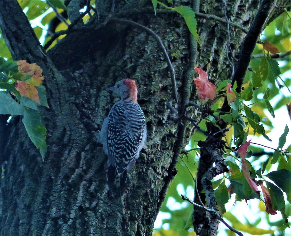 Red-bellied Woodpecker - ML257850371
