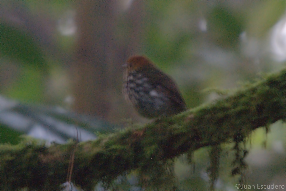 Scallop-breasted Antpitta - ML257856111