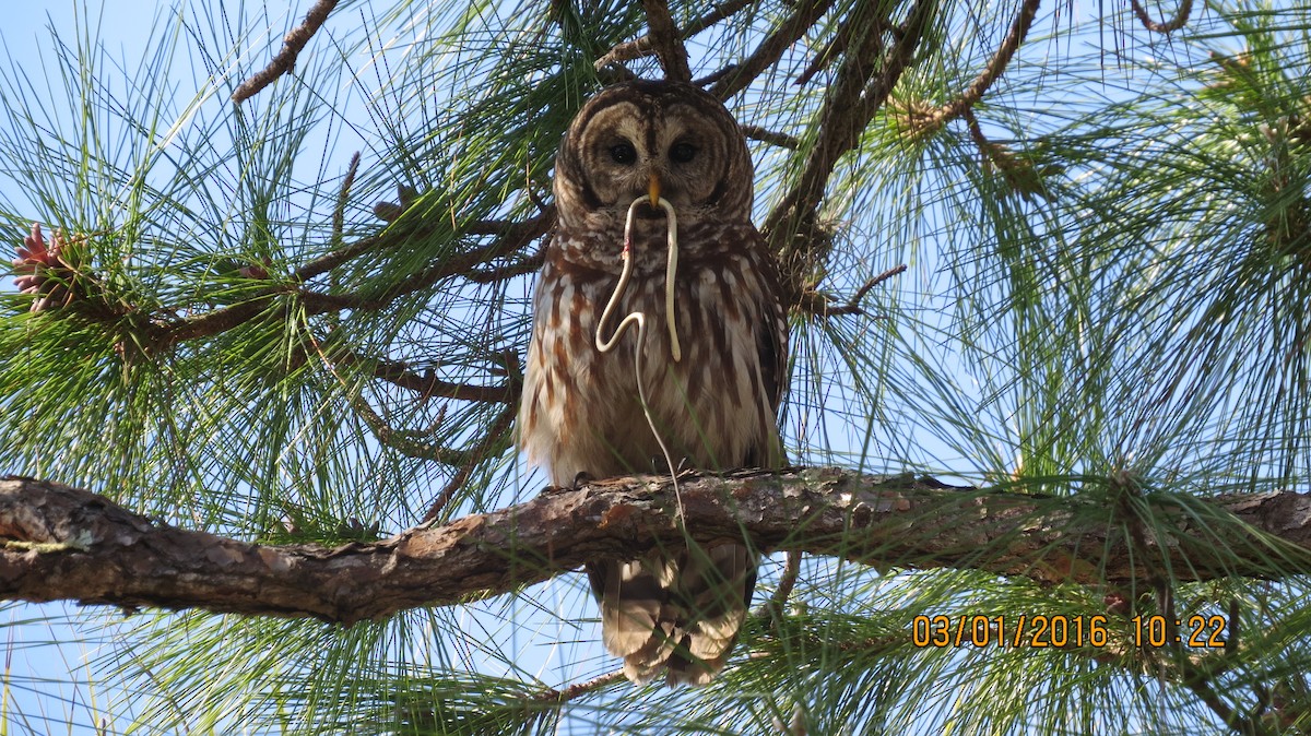 Barred Owl - Audrey Whitlock