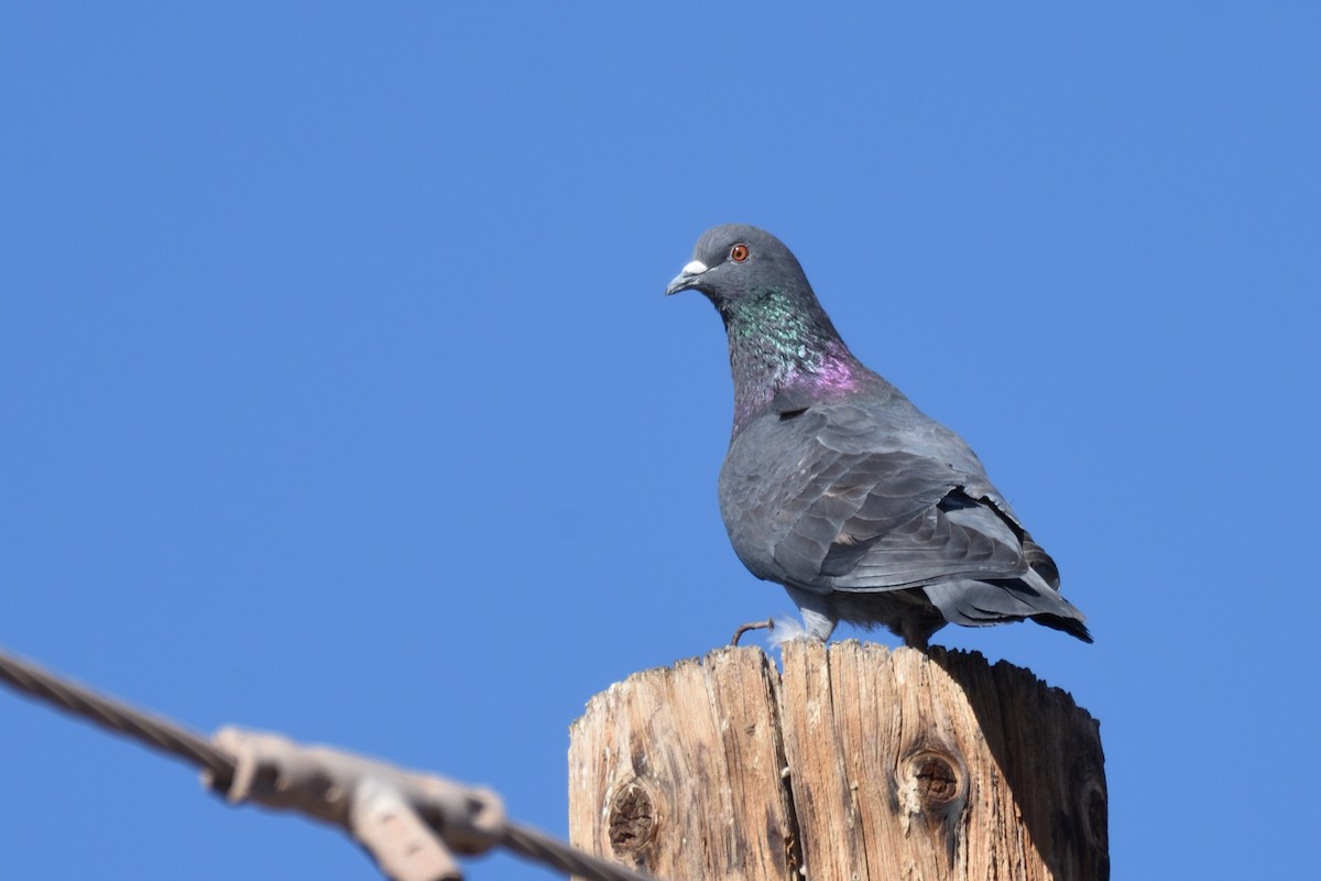 Rock Pigeon (Feral Pigeon) - ML257862031
