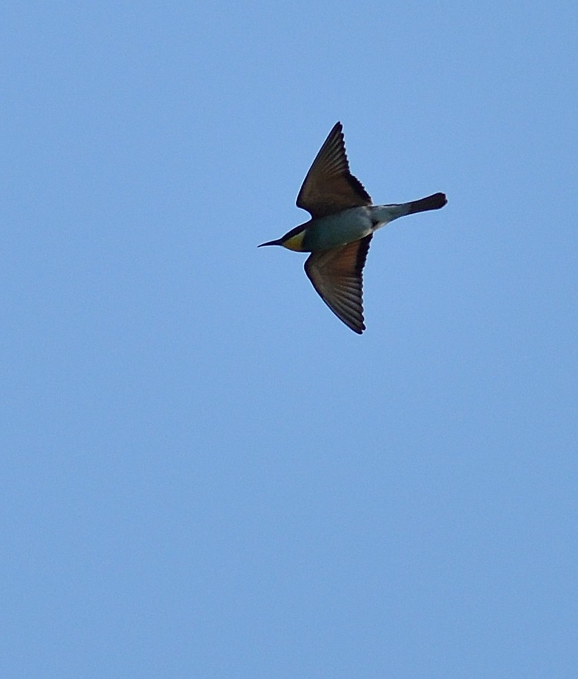 European Bee-eater - ML257862101
