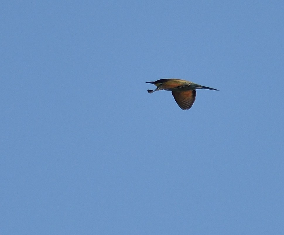 European Bee-eater - ML257862121