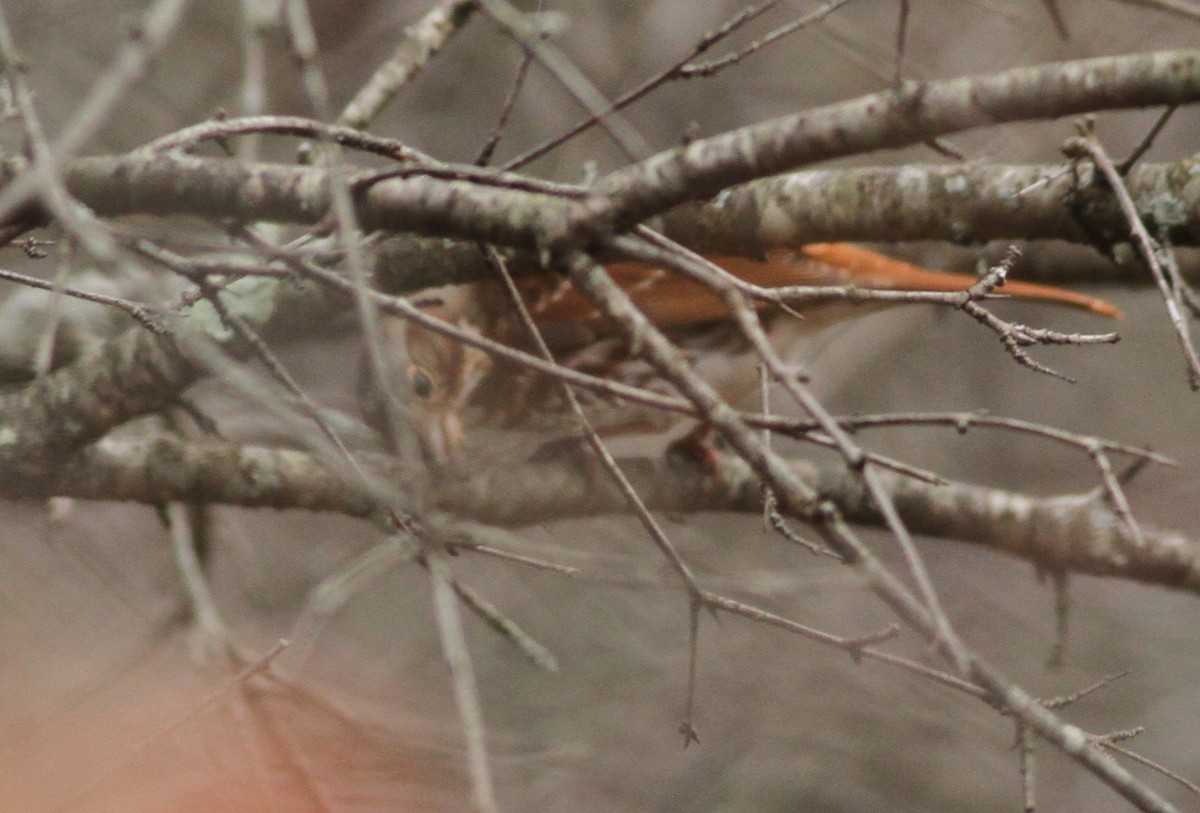 Fox Sparrow (Red) - ML25786541