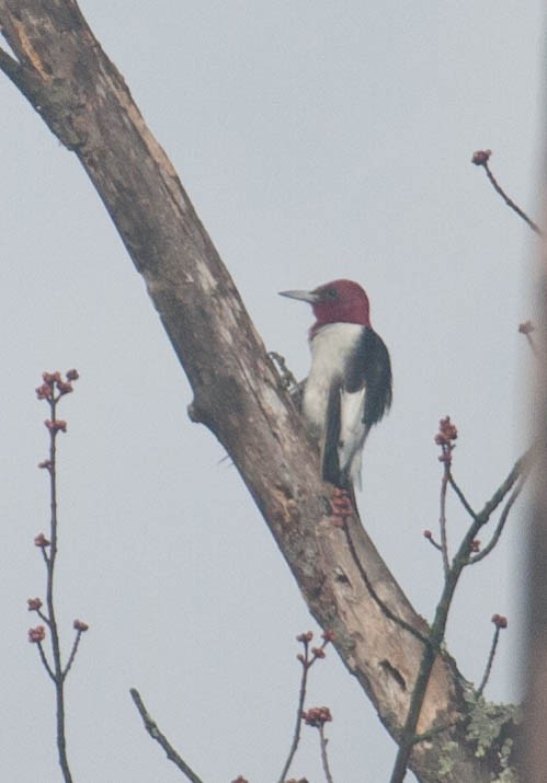Red-headed Woodpecker - ML25786781
