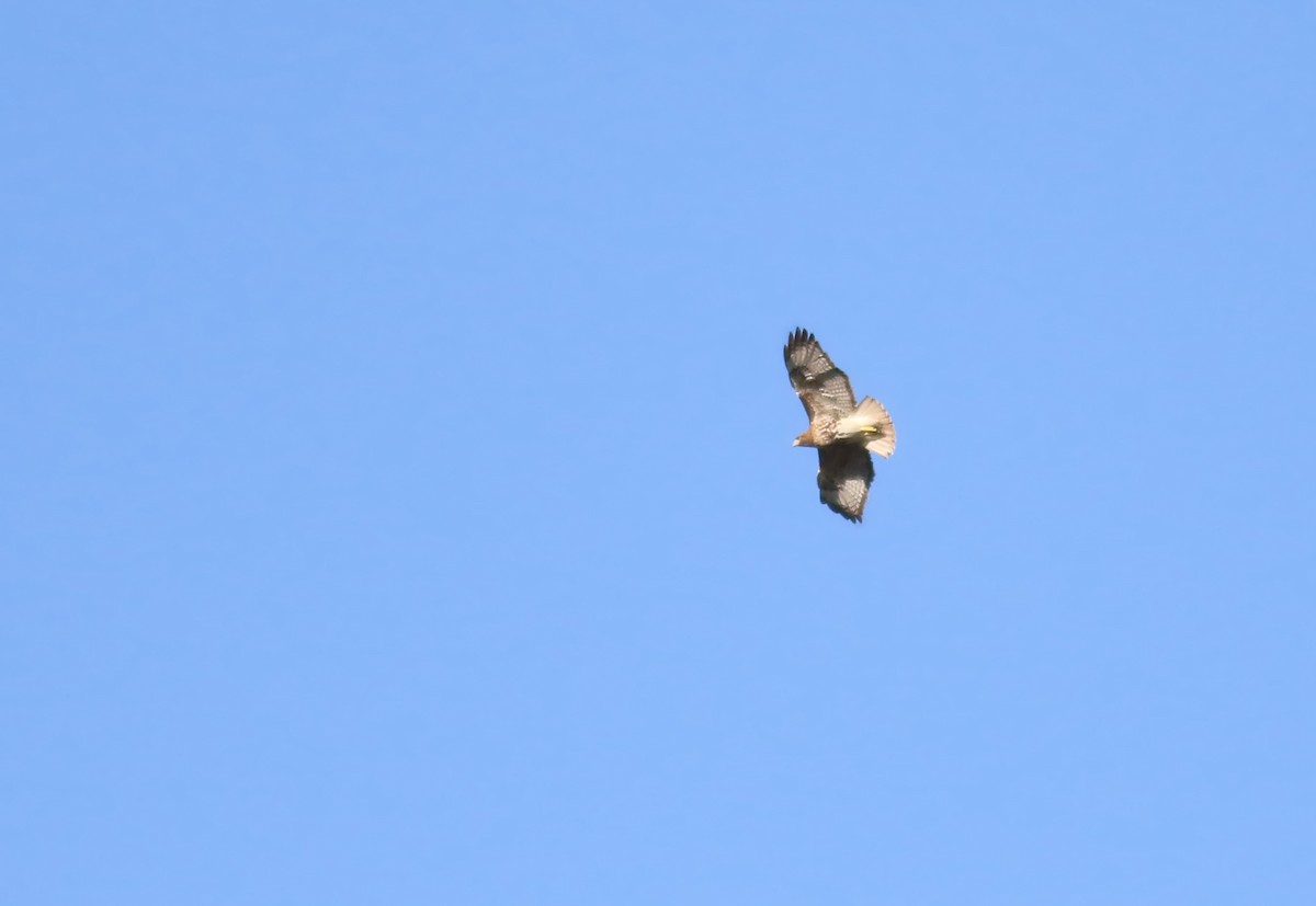 Red-tailed Hawk (solitudinis) - ML257877271