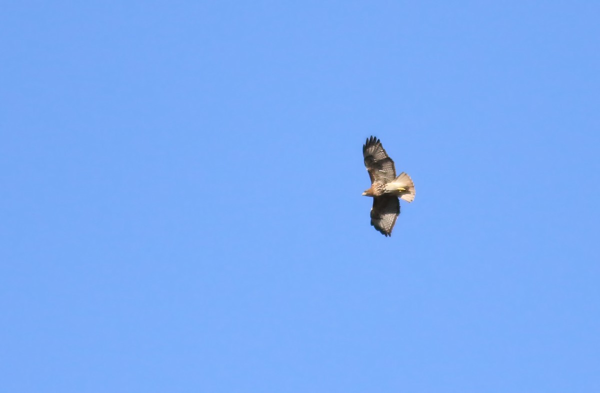 Red-tailed Hawk (solitudinis) - ML257877281