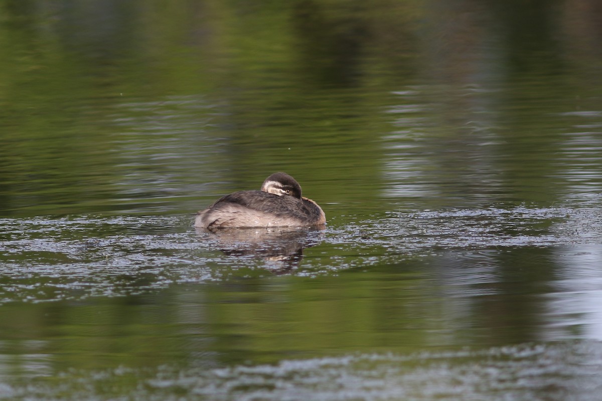 Red-necked Grebe - ML257879081