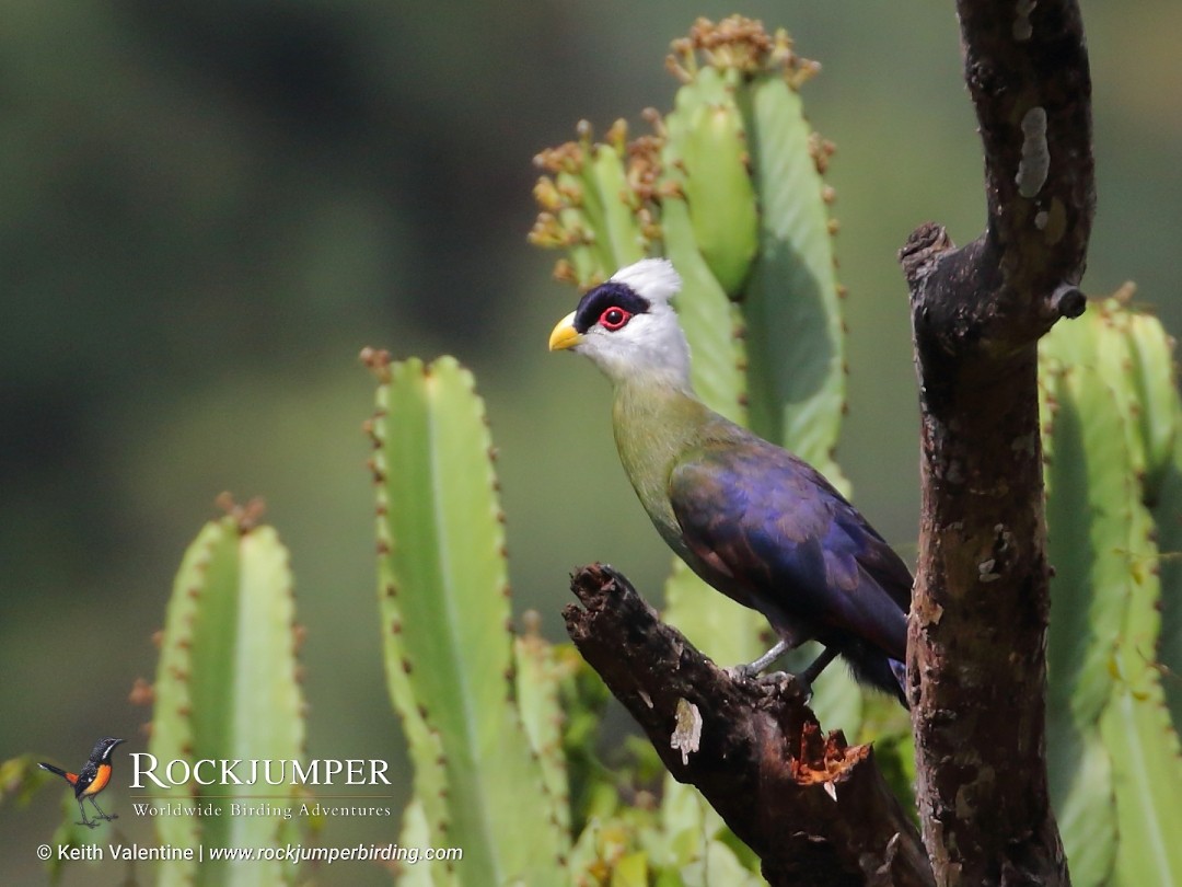 White-crested Turaco - Keith Valentine