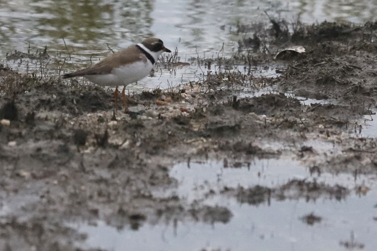 Semipalmated Plover - ML257880881