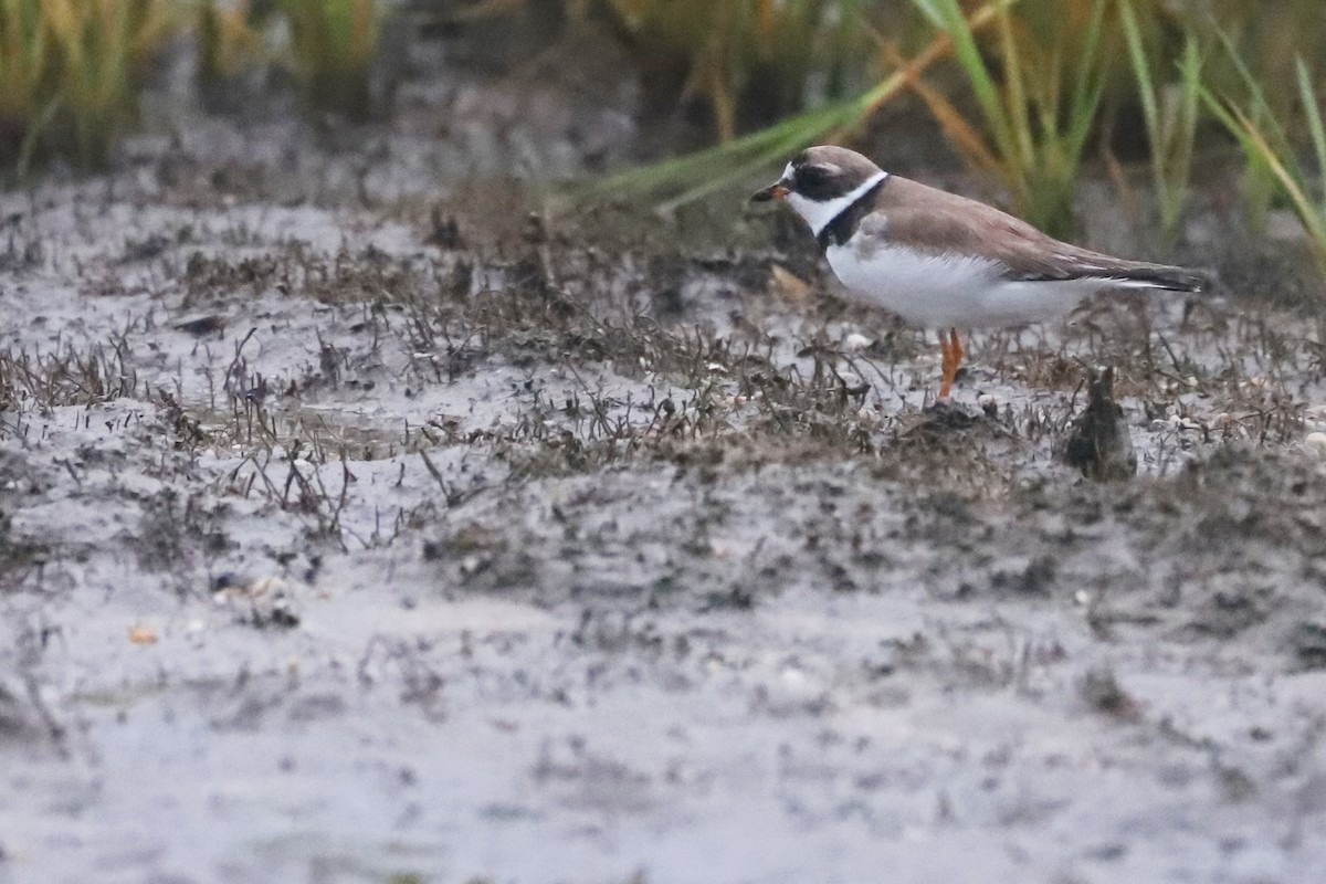 Semipalmated Plover - ML257880921