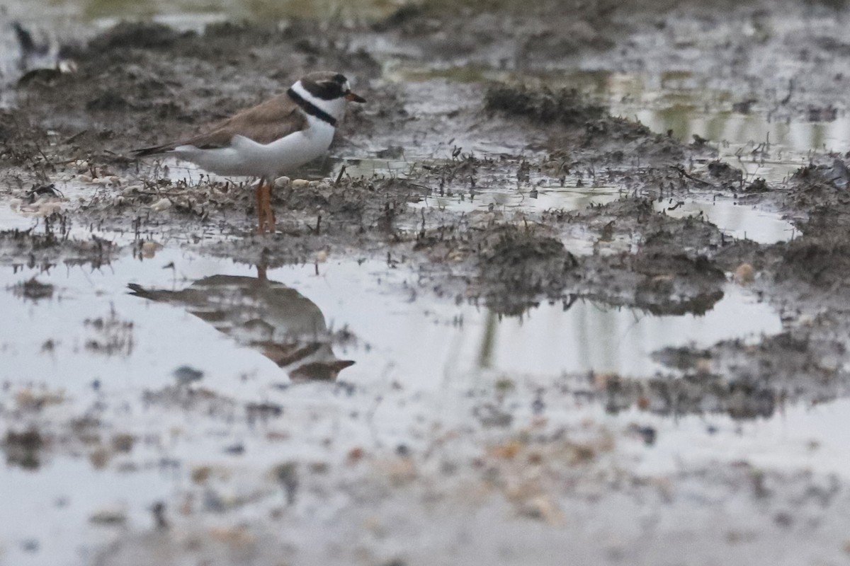 Semipalmated Plover - ML257880961