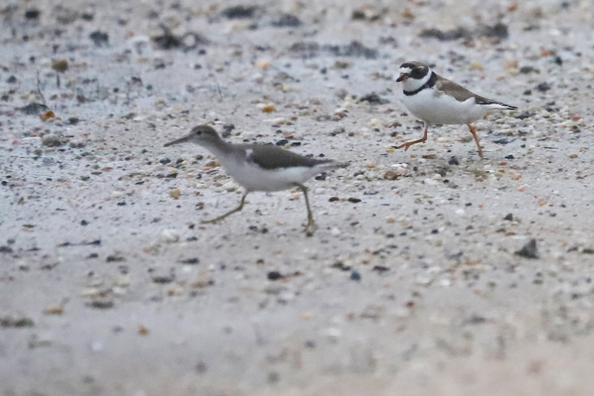 Semipalmated Plover - ML257880991