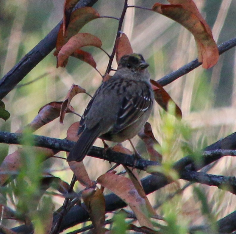 Golden-crowned Sparrow - Charity Hagen